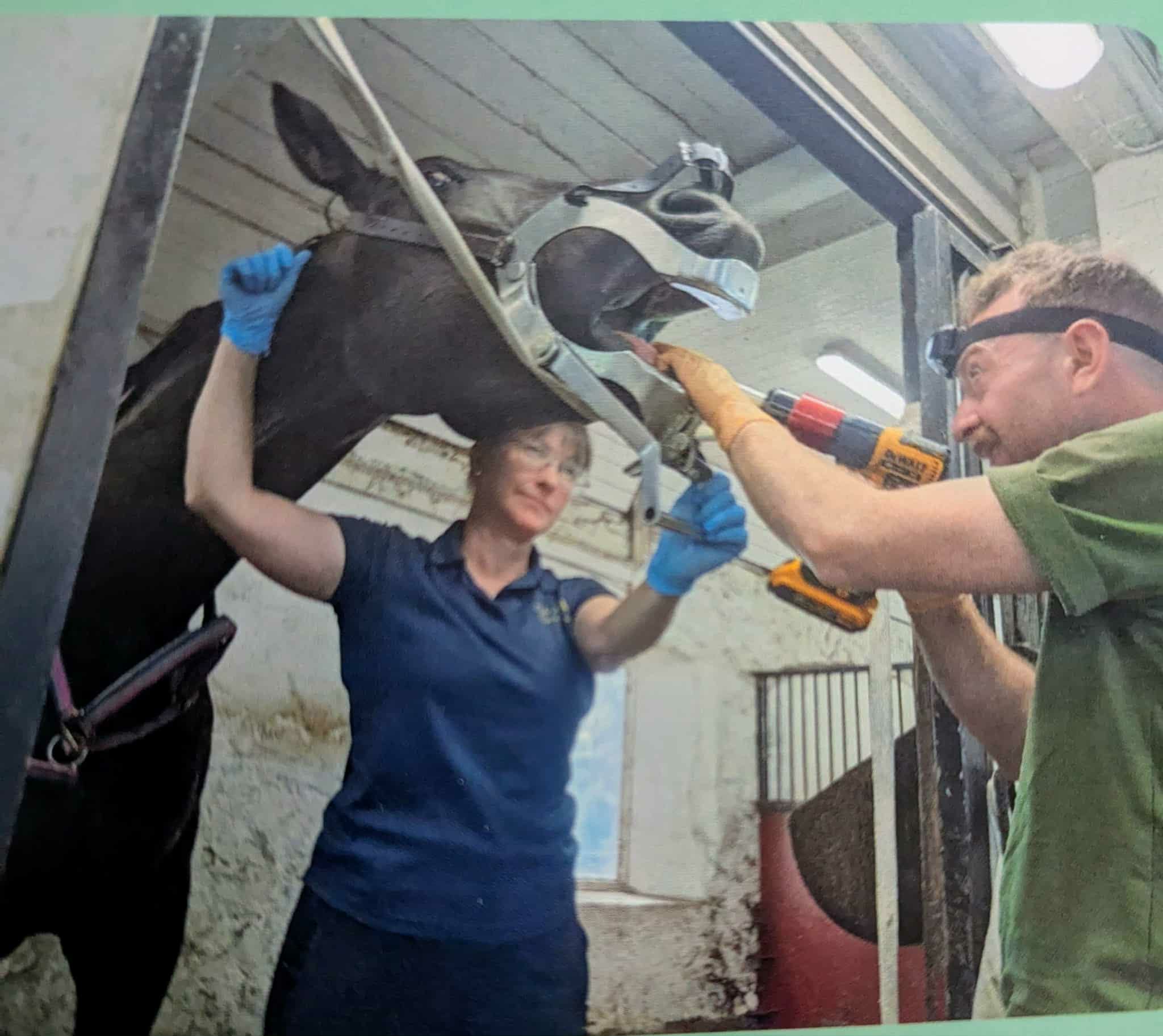 Tandkoll på häst av veterinär Tommaso Savino